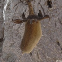 Adansonia digitata L.